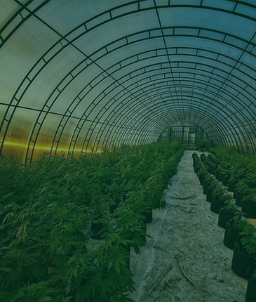konopna farma kategoria akciove ceny