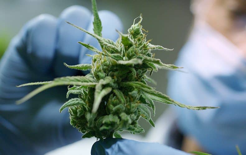 CBD môže zvyšovať dobu prežitia s glioblastómom