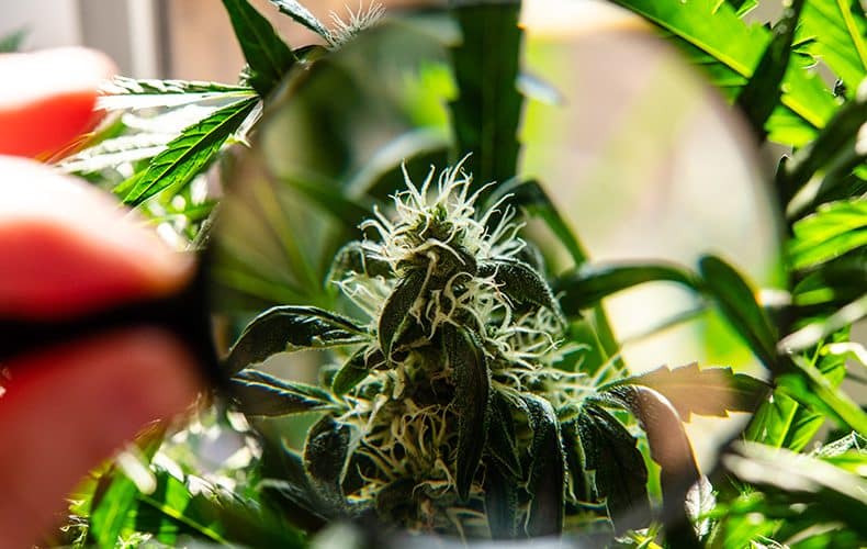 blog rozdiel medzi cbd a cbg