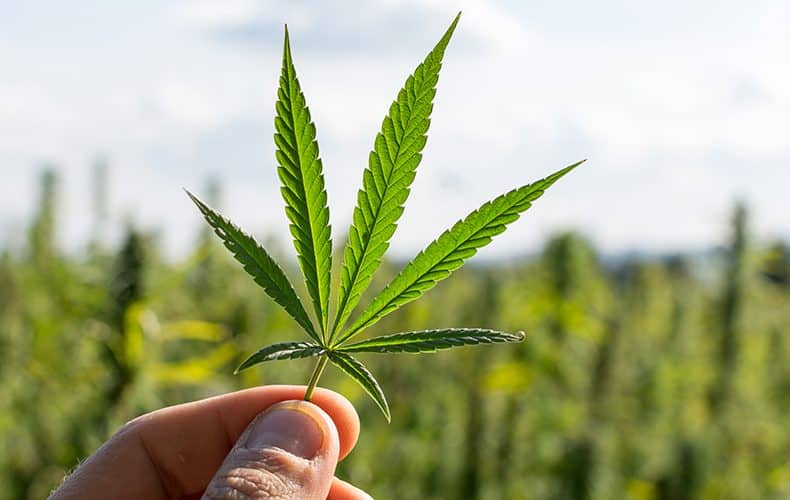 CBD na slovensku