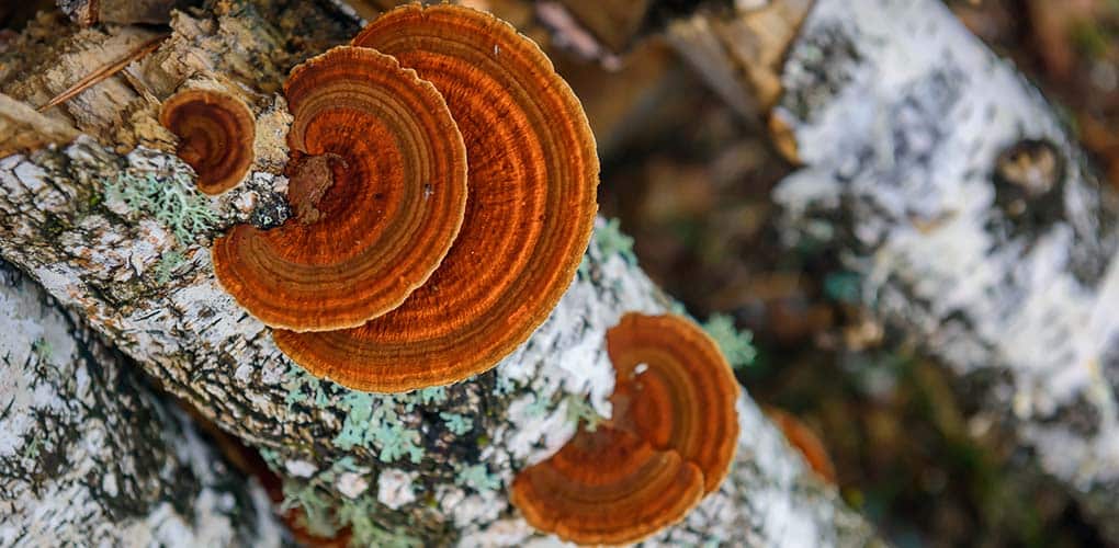 Čaga, Cordyceps a Reishi – čo majú tieto zvláštne slová spoločné?