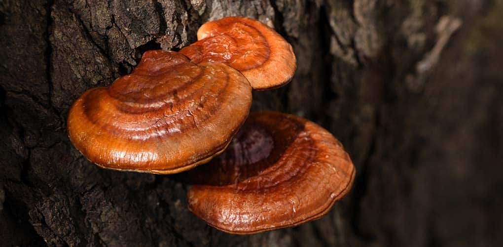 Čaga, Cordyceps a Reishi – čo majú tieto zvláštne slová spoločné?