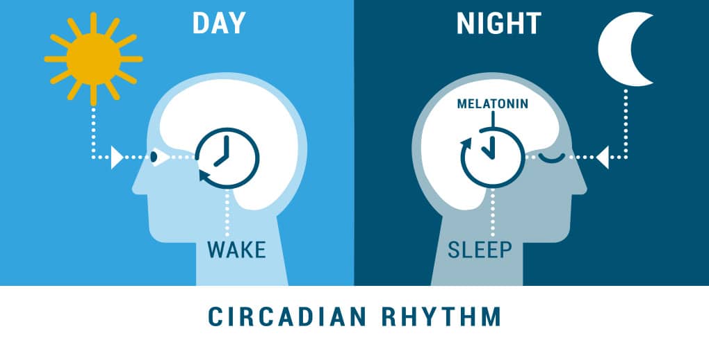 kfl blog melatonin imunita